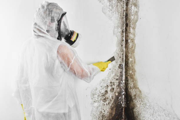 Best Insurance-Related Mold Remediation in Cannon Af, NM