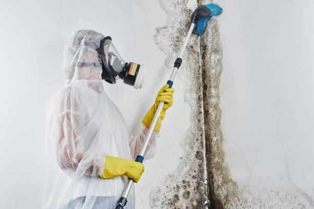 Best Bathroom Mold Remediation in Cannon Af, NM