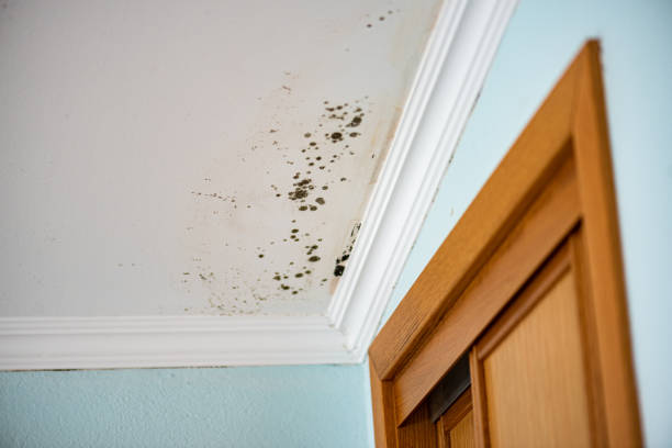  Cannon Af, NM Mold Removal Pros