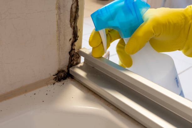 Best DIY Mold Remediation Support Services in Cannon Af, NM