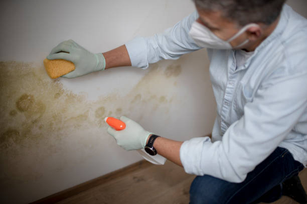 Best Localized Mold Remediation (e.g., coastal areas, humid climates) in Cannon Af, NM