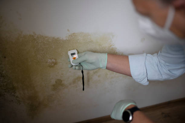 Best Crawl Space Mold Remediation in Cannon Af, NM