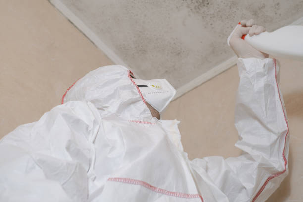 Best White Mold Remediation in Cannon Af, NM