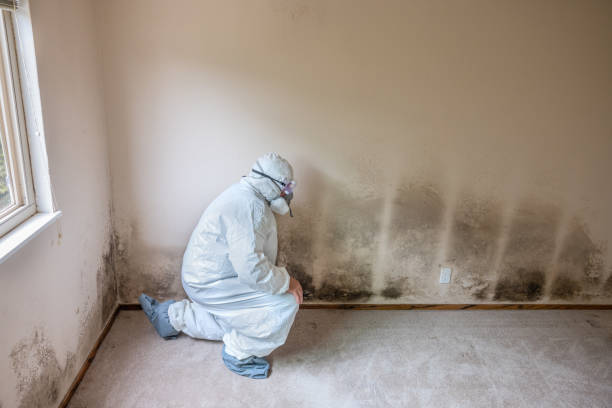 Cannon Af, NM Mold Remediation Company
