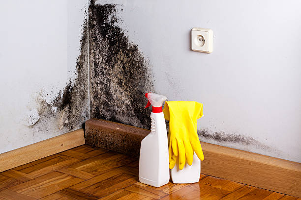 Best Kitchen Mold Remediation in Cannon Af, NM