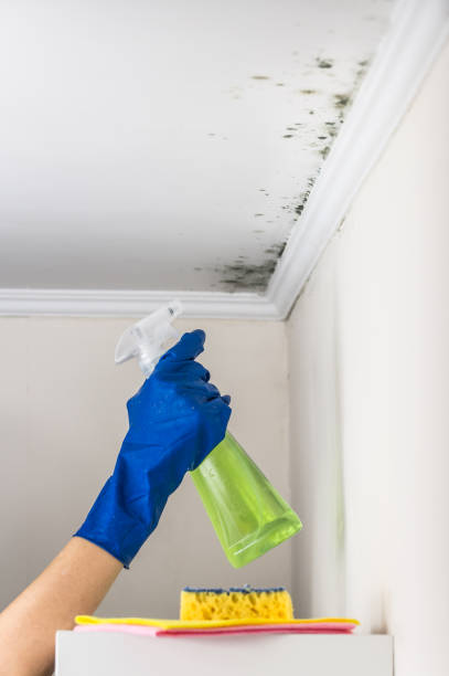 Best Industrial Mold Remediation in Cannon Af, NM