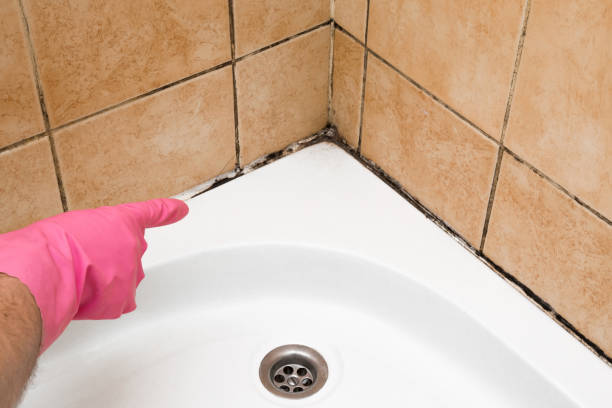Best Commercial Mold Remediation in Cannon Af, NM